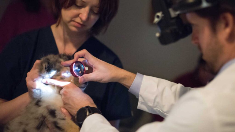 The Importance of Emergency Vet Care and Specialized Animal Ophthalmology Clinics